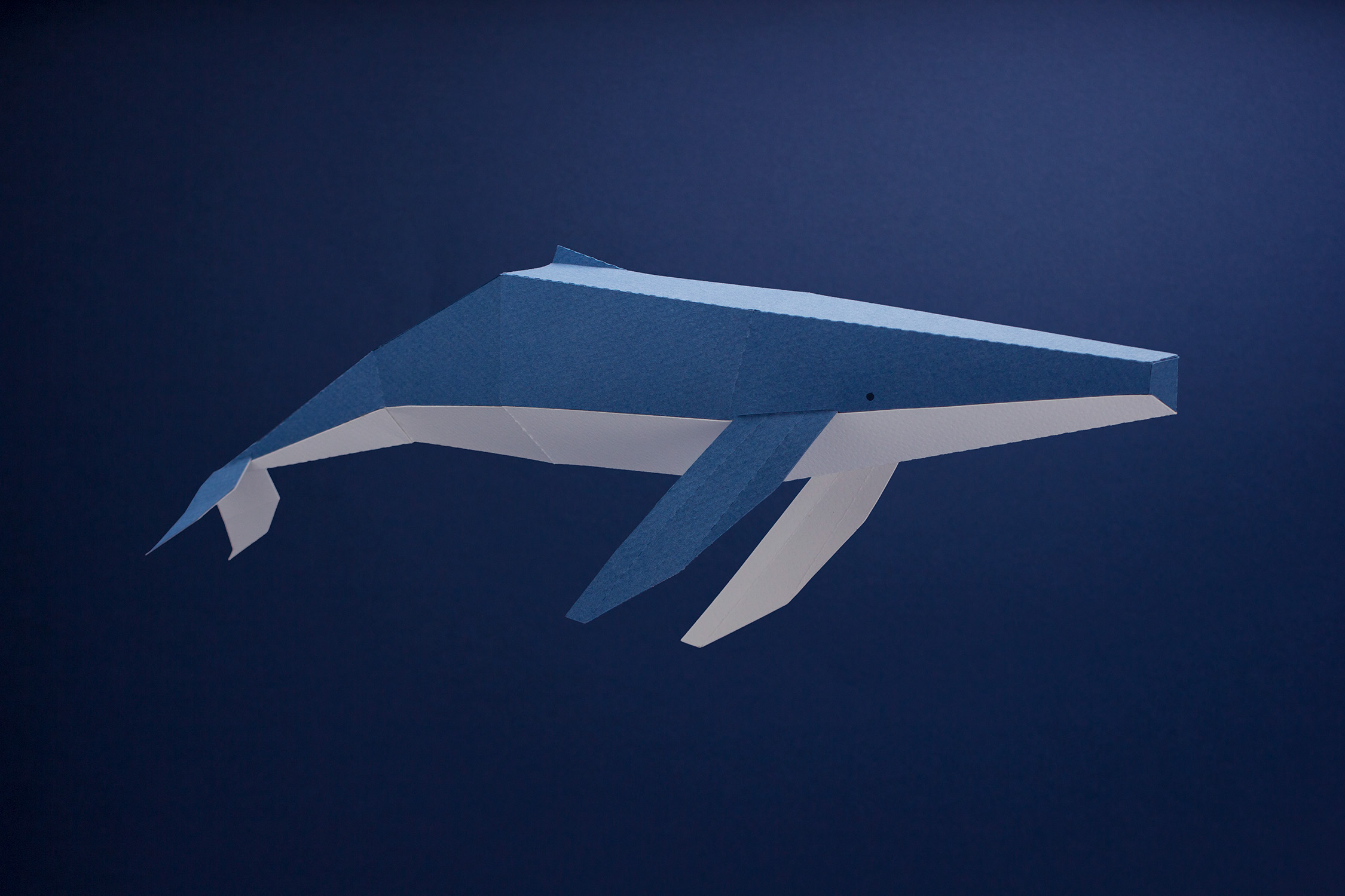cetácea系列设计—用纸来制作形态各异的鲸鱼