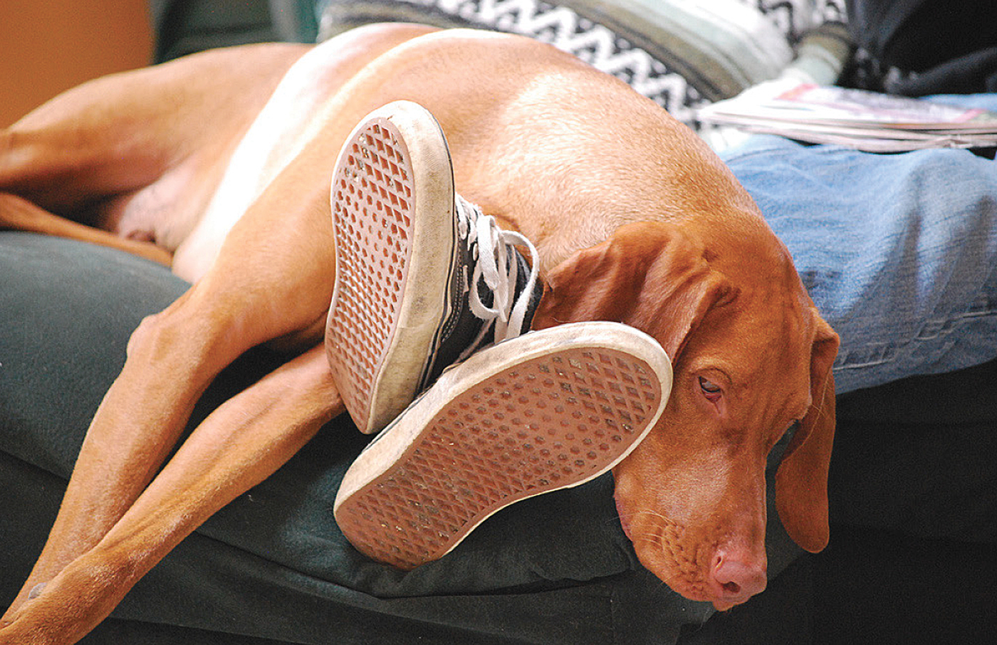 thomas katsikas,宠物,智能,穿戴,精油,芳香疗法,argos,app