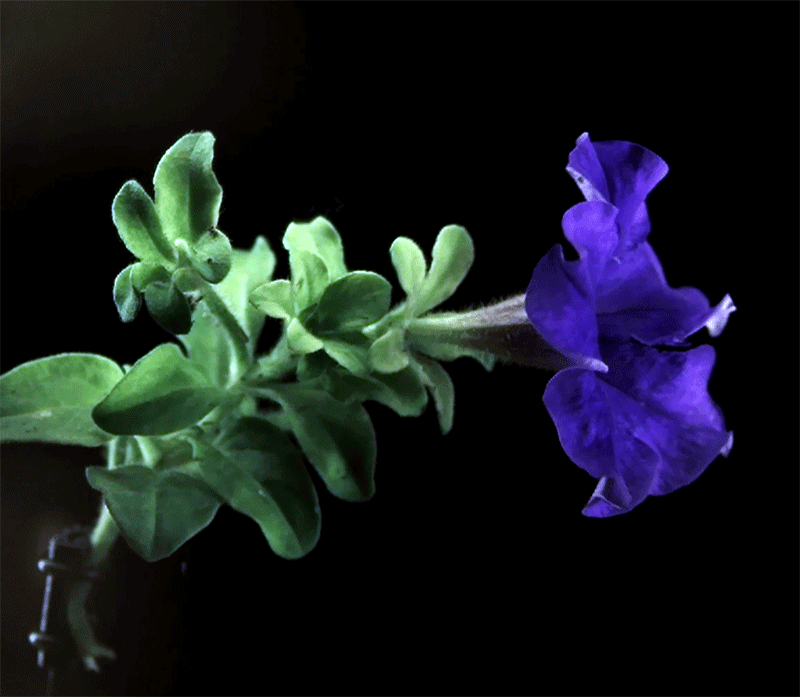 结合起来的相框,  不管你插上什么东西,  一片和儿子散步时捡到的羽毛